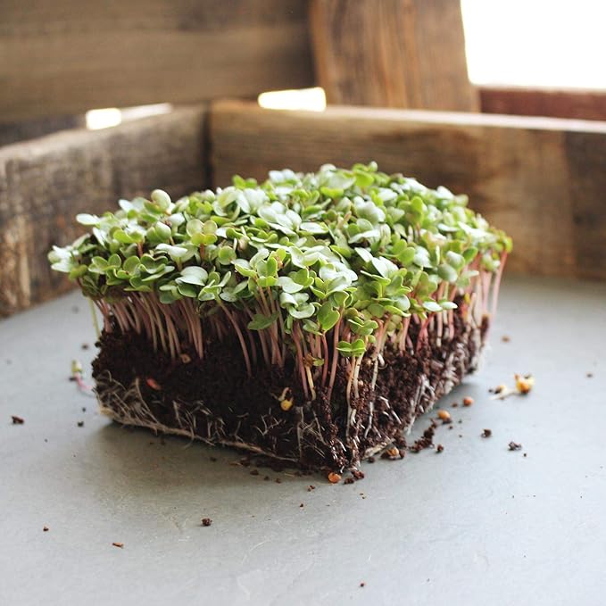 China Rose Radish Sprouting Seed - 4 g Packet ~300 Seeds - Non-GMO, Heirloom Garden, Sprout and Microgreen Gardening Seeds