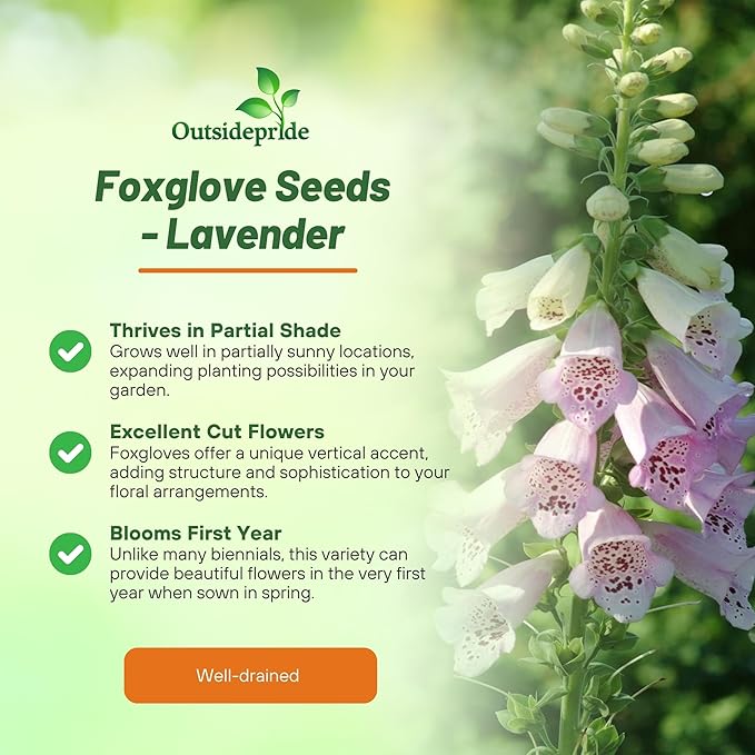 Outsidepride Digitalis Purpurea Camelot Lavender Foxglove Seeds – 50 Pcs Biennial, Prolific, Tall Growing Flower Seeds with Pollinator-Friendly Blooms for Shaded Gardens & Outdoor Landscapes
