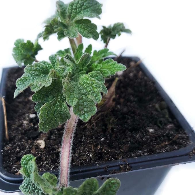 Organic Motherwort Seeds (Leonurus cardiaca) 100 Seeds (0.1 Grams)