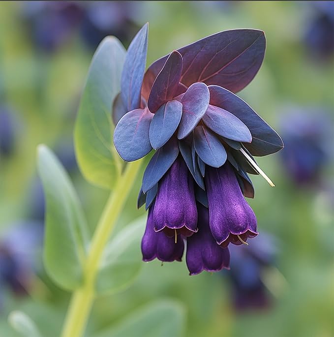 Honeywort Purple - Bell-Shaped Flowers - 5 Seeds. One of The Most Striking Features of Honeywort's Flowers is The Color of Purple-Blue hue is Rich and Vibrant.