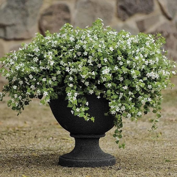 Outsidepride White Snowtopia Bacopa Seeds - 20 Pcs Low Maintenance Perennial Flower Seeds with Cascading, Vibrant Blooms & Trailing Growth Habit, for Containers, Baskets, & Window Boxes