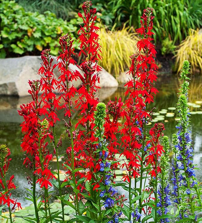 100PCS Cardinal Flower Seeds Red Lobelia Cardinalis Hummingbird Garden Plant Seeds