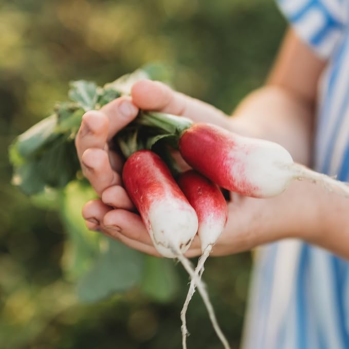 French Breakfast Radish - 150 Seeds - Heirloom & Open-Pollinated Variety, Easy-to-Grow & Fast-Growing, Non-GMO Vegetable Seeds for Planting Indoors or Outdoors in The Home Garden, Thresh Seed Company