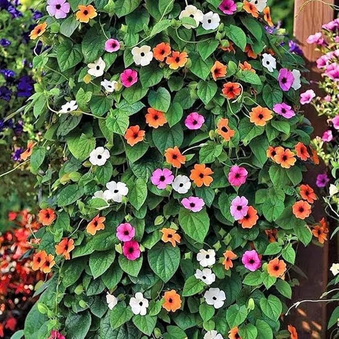 100PCS Black Eyed Susan Vine Seeds Mixed Color Perennial Pollinators Flower Seeds Heirloom