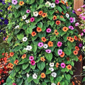 100PCS Black Eyed Susan Vine Seeds Mixed Color Perennial Pollinators Flower Seeds Heirloom