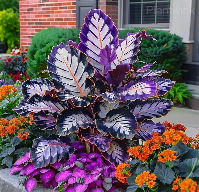 300+USA Premium Caladium Flower Plant Seeds for Palnting Outdoor, Non-GMO Heirloom Ideal for Garden & Indoor Planting