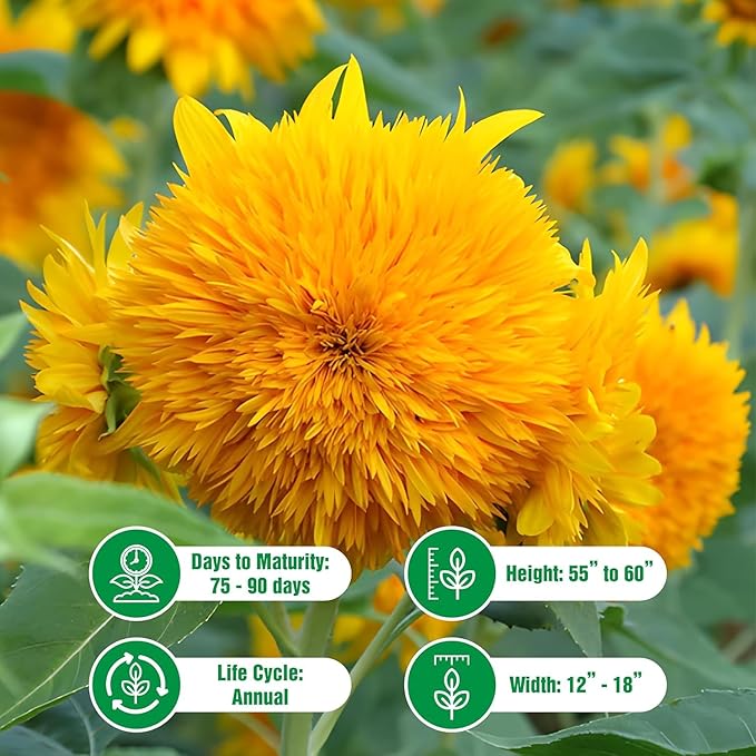 Dwarf Sunflower Seeds for Planting - Grow Teddy Bear Sun Flowers in Your Garden - 25 Non GMO Heirloom Seeds - Full Planting Instructions for Easy Grow - Great Gardening Gifts (2 Packets)