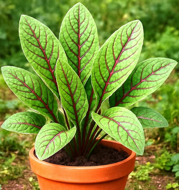 Sorrel Blood Dock Seeds – Perennial Herb (Rumex sanguineus) | Heirloom, Non-GMO, Edible Leafy Green with Red Veins