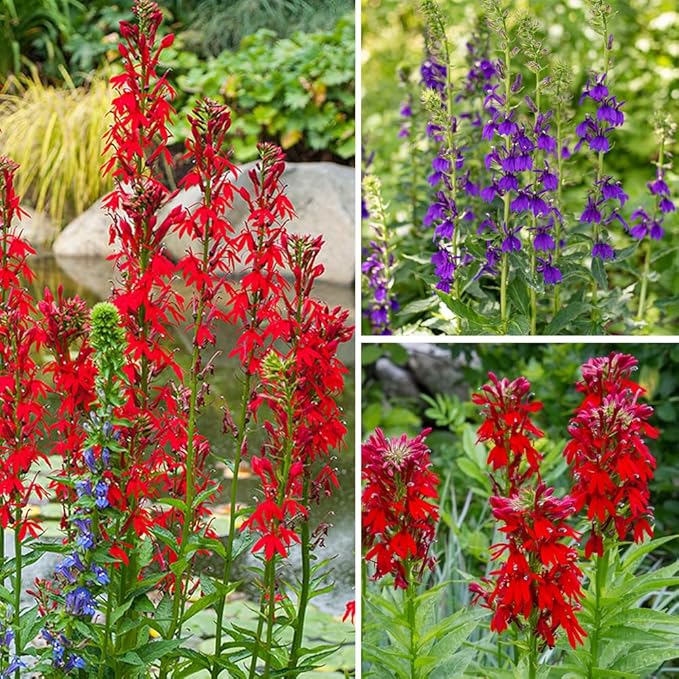 200+Perennial Red Cardinal Flower Seeds for Planting Outdoors-Wild Cardinal Flower Attracts Bees&Butterflies Fragrant Butterfly