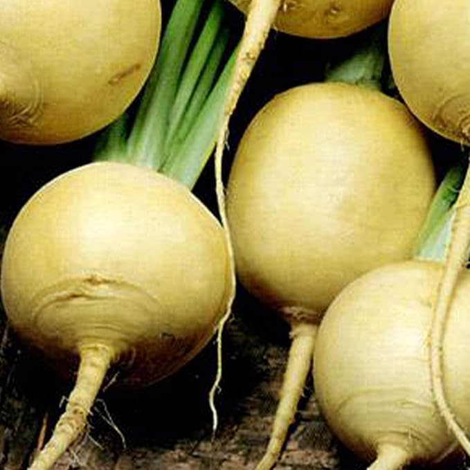 Gold Ball Turnip Seeds - 1/4 LB ~38,000 Seeds - Heirloom, Open Pollinated, Non-GMO, Heirloom, Farm & Vegetable Gardening & Micro Greens Seed