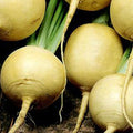 Gold Ball Turnip Seeds - 1/4 LB ~38,000 Seeds - Heirloom, Open Pollinated, Non-GMO, Heirloom, Farm & Vegetable Gardening & Micro Greens Seed