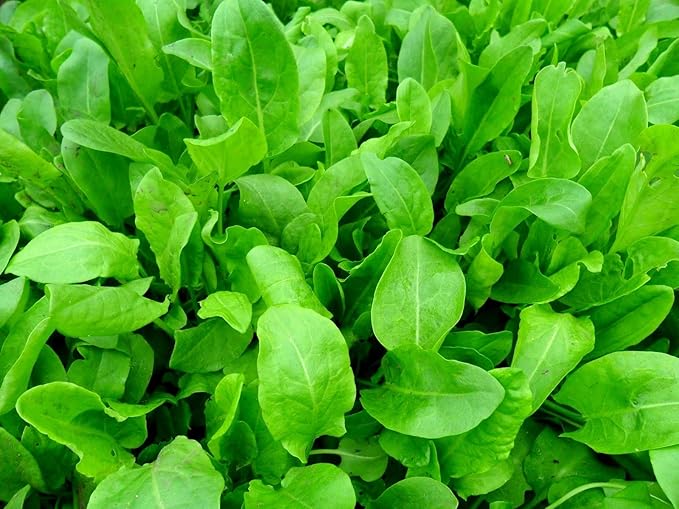 Garden Sorrel 2000+ Seeds for Planting Non-GMO