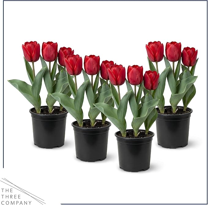 Live Flowering Tulip (4 Per Pack) - Red, Beautiful Spring Bulbs, Ships Dormant in 1 Pint Pot, Blooms in 2-3 Weeks