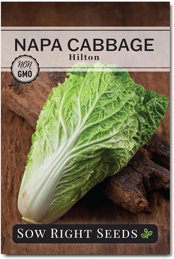 Sow Right Seeds - Hilton Cabbage Seeds for Planting Outdoors - Culinary Asian Variety - Non-GMO Heirloom Chinese Napa Cabbage - Easy Grow Garden & Home Use for Healthy & Delicious Recipes (1)