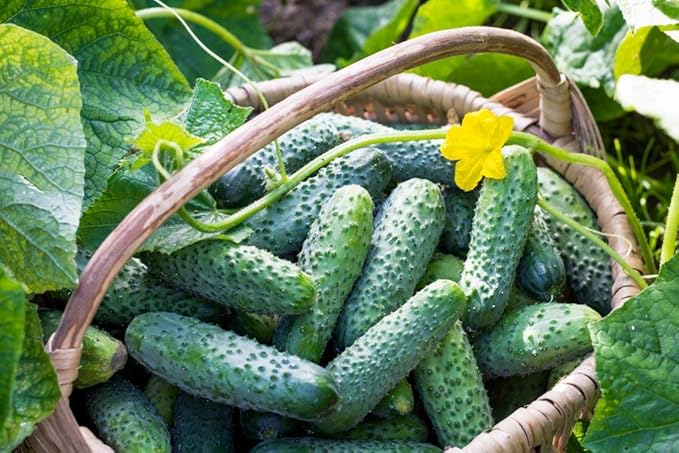 CEMEHA SEEDS Cucumber Bush Gherkin Early Pickling Vegetable Heirloom Non-GMO