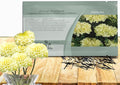 Outsidepride Nana Kilimanjaro White African Marigold Seeds for Planting - 500 Pcs Annual, Compact & Heat-Tolerant, Flower Seeds w/Creamy White 3-Inch Blooms, Ideal for Vibrant Pollinator Gardens