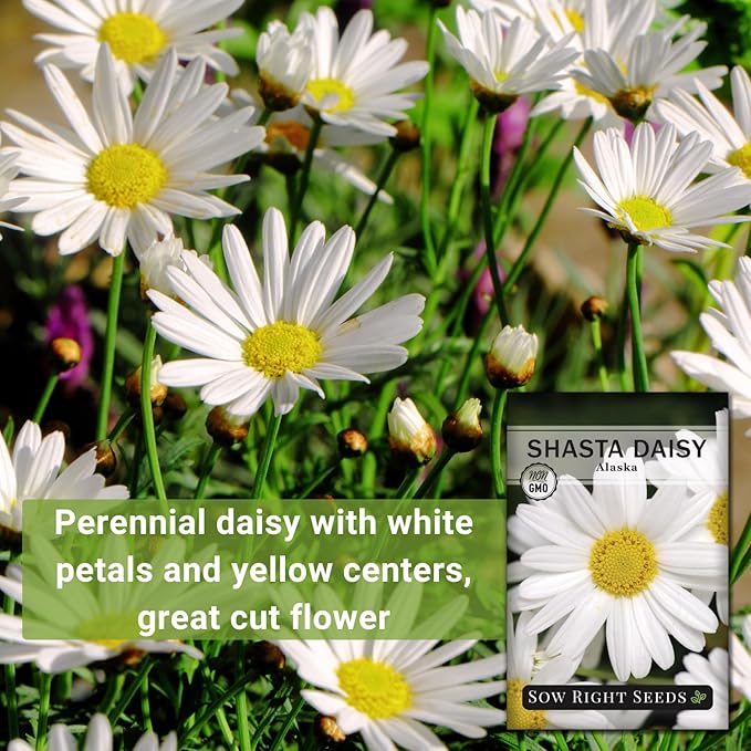 Sow Right Seeds - Shasta Daisy Flower Seeds for Planting - Non-GMO Heirloom Packet with Instructions - Attract Butterflies and Excellent for Cutting - White Blossom with Yellow Centers (4)