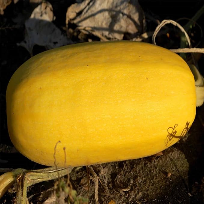 Vegetable Spaghetti Winter Squash Garden Seeds - 1 Oz - Heirloom, Non-GMO - Vegetable Gardening Seed