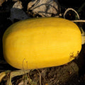 Vegetable Spaghetti Winter Squash Garden Seeds - 1 Lbs - Heirloom, Non-GMO - Vegetable Gardening Seed