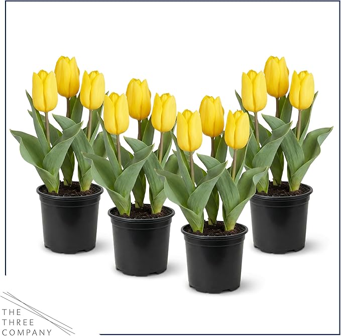 Live Flowering Tulip (4 Per Pack) - Yellow, Beautiful Spring Bulbs, Ships Dormant in 1 Pint Pot, Blooms in 2-3 Weeks