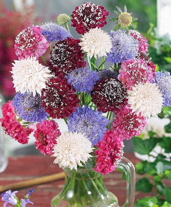 Seeds Pincushion Flower Mix - Scabiosa - Annual Flowers for Planting
