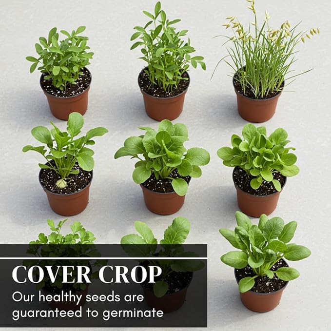 No-Till Cover Crop 10 Seed Mix - Winter Rye, White Clover, Austrian Winter Peas, Triticale, Crimson Clover, Cow Peas, Daikon Radish, Purple Turnips, Wheat, Oats, (5 Pounds)