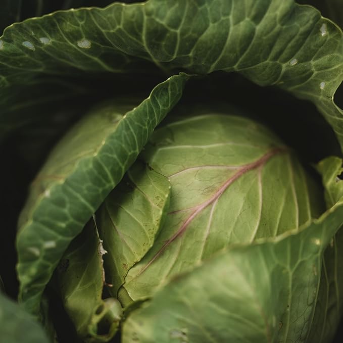 Copenhagen Market Cabbage - 100 Seeds - Heirloom & Open-Pollinated Variety, Non-GMO Vegetable Seeds for Planting Outdoors in The Home Garden, Thresh Seed Company