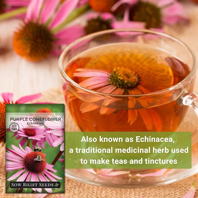 Sow Right Seeds - Purple Coneflower/Echinacea Flower Seeds for Planting - Non-GMO Heirloom - Plant for an Herbal Tea Garden - Attract Pollinators - Great Cut and Come Back Flower (1)