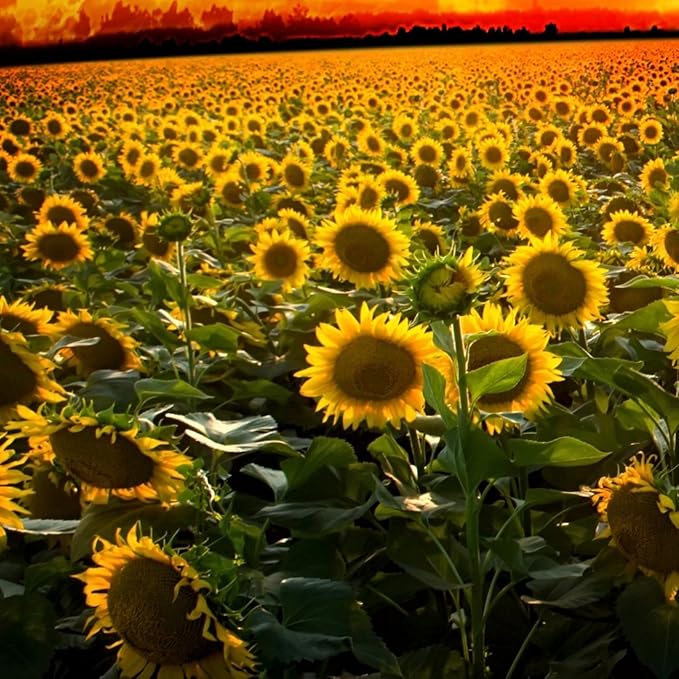 Outsidepride Wild Sunflower Seeds for Planting - 1 lb. Annual, Easy to Grow Flower Seeds w/Vibrant, Abundant Blooms for Cut Flower Arrangements & Pollinator & Vegetable Gardens