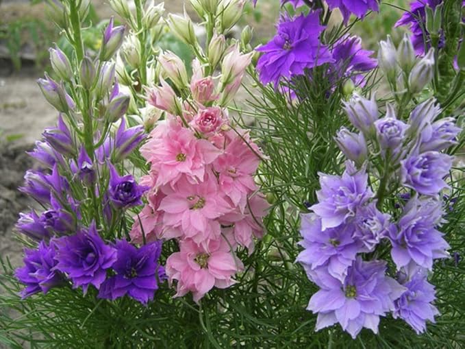 Delphinium Dwarf Mix Seeds – Delphinium Elatum | Perennial | Compact, Colorful Blooms for Borders & Containers