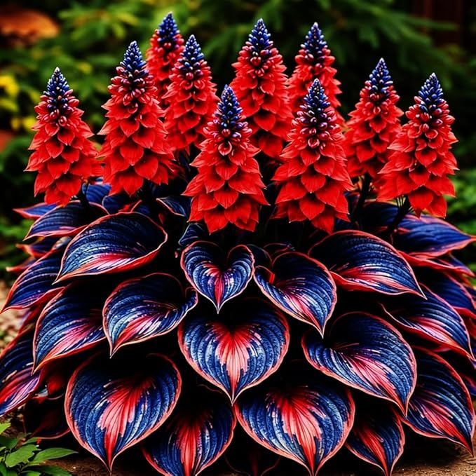Mixed 117+ Hosta Seeds for Planting Under Trees & North Facing Areas, Shade Garden Solution - Drought Tolerant Perennial Ground Cover with Decorative Foliage
