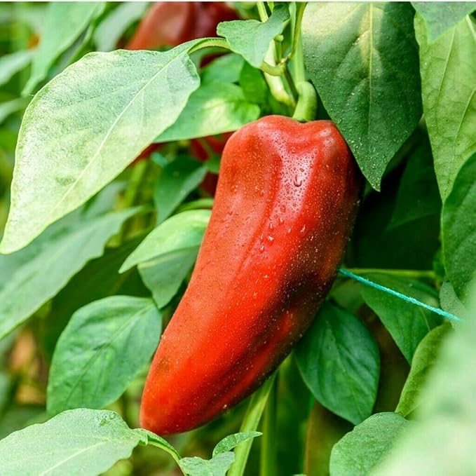 CEMEHA SEEDS - Seeds Giant Sweet Bell Pepper Red Horn Non GMO Vegetable for Planting
