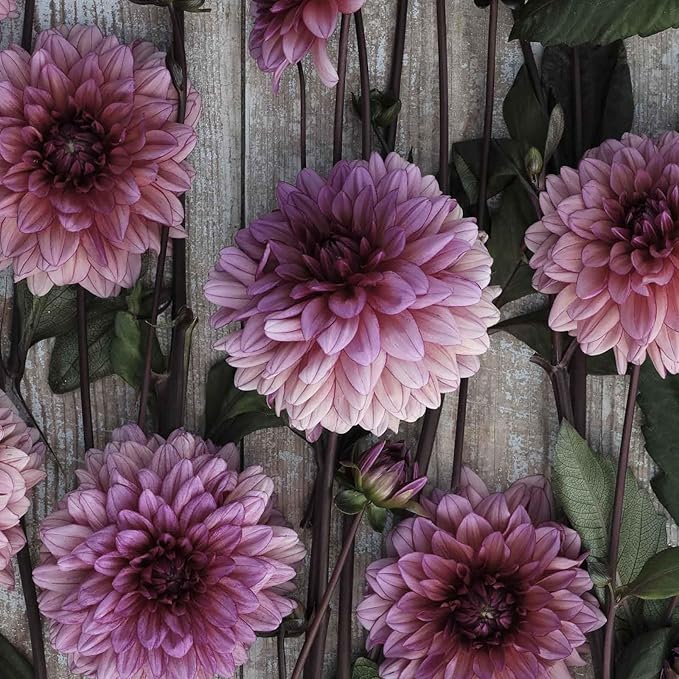 Eden Brothers Dahlia Bulbs (Decorative) - Molly Raven, Non-GMO Bulbs for Planting, 2 Bulbs | Low-Maintenance Flower Bulbs, Plant During Spring, Zones 8, 9, 10, 11