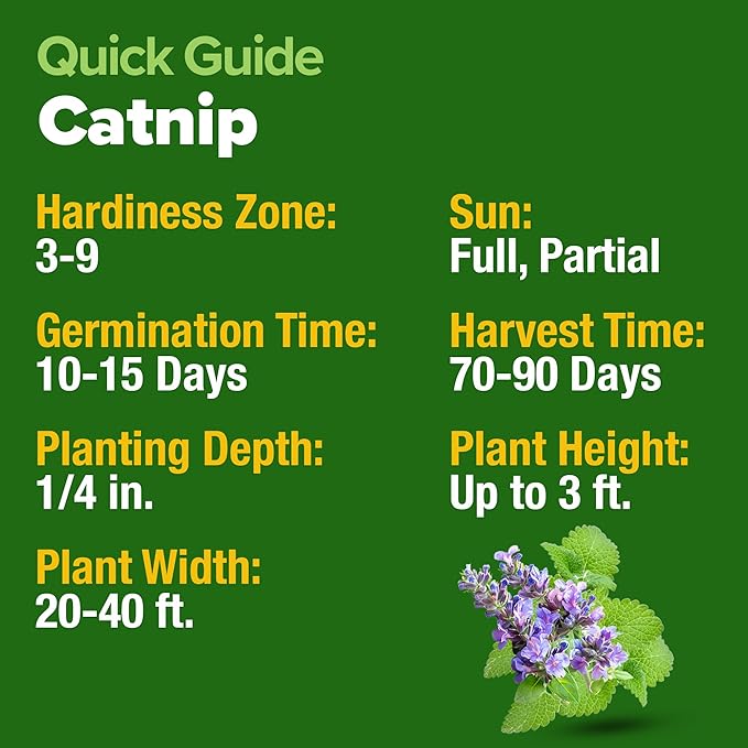 HOME GROWN Non GMO Catnip Seeds (Bulk Pack) Heirloom Herb 2,116 Seeds - Indoor or Outdoor Seed - High-Germination Cat Nip - Cat Safe Plants (Nepeta cataria)