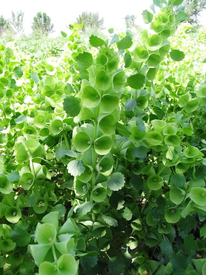 Bells of Ireland Seeds – Moluccella Laevis | Annual | Unique Green Blooms for Fresh Cut Arrangements & Garden Borders