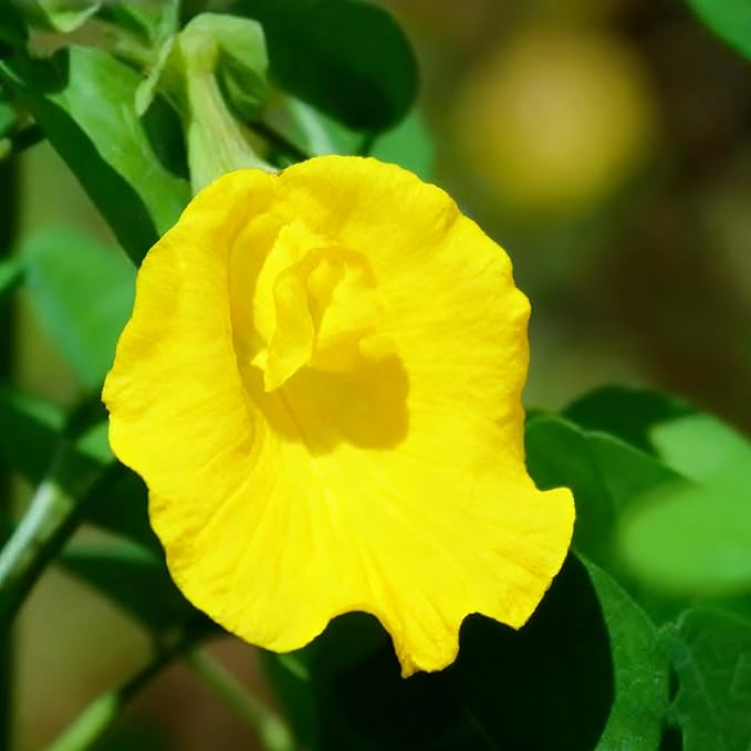 Butterfly Pea Flower Seeds for Planting, 35 Mixed Clitoria Seeds, Non-GMO Heirloom Vinestriking Clitoria Seed for Ornamental Garden Potted Bonsai