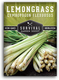 Lemongrass Seeds for Planting - Lemon Scented Asian Lemongrass for Your Home Vegetable Garden - Heirloom Non-GMO Open-Pollinated - Survival Garden Seeds (1 Pack)