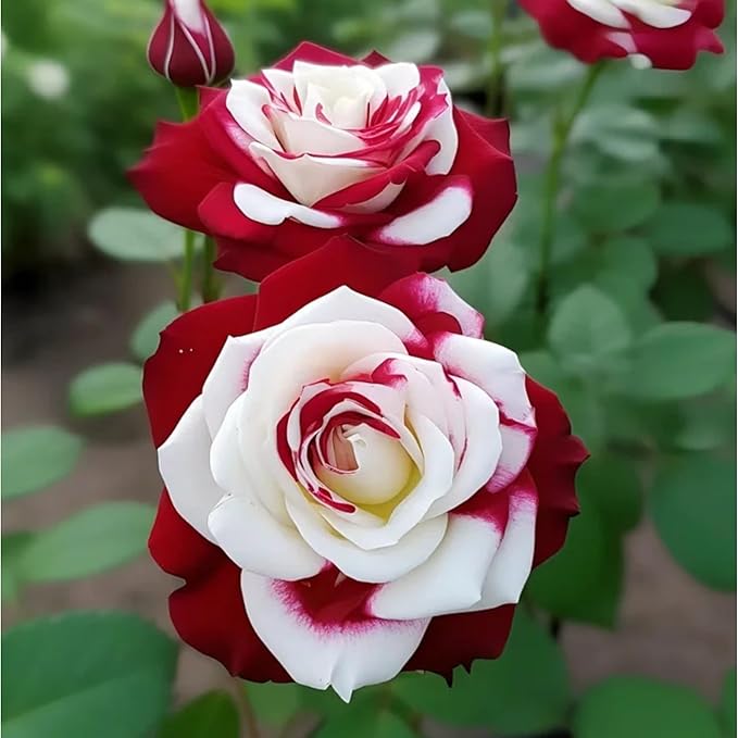 10pcs Rare Twin Red White Rose Seeds - Heirloom Non-GMO Flower Seeds for Captivating Garden Blooms - Includes Planting Instructions, Perfect for Spring and Fall Planting, Great Gardening Gift