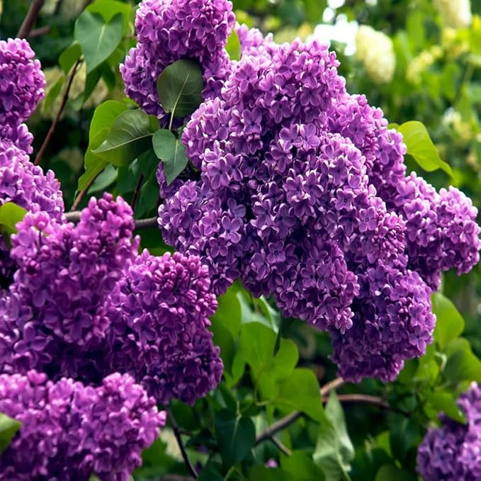 25pcs California Lilac Tree Seeds Mix Flowers Fragrant Hardy Perennial