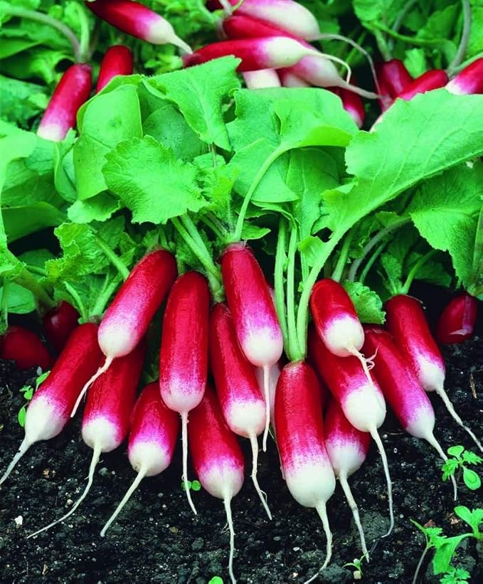 Seeds Vegetable French Radish 18 Days Early Red Heirloom - 300 Seeds