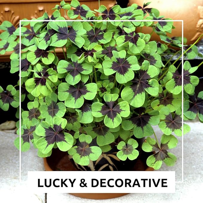 Iron Cross Shamrock Bulbs for Planting - Fast Growing Year Round Color Indoors or Outdoors - Oxalis Shamrock Bulbs for Good Luck (10 Bulbs)