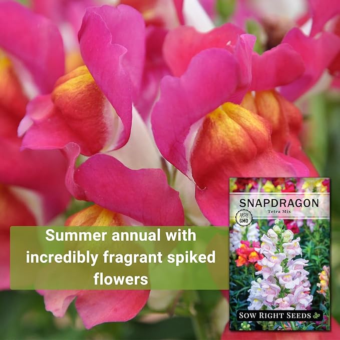 Sow Right Seeds - Tetra Mix Snapdragon Flower Seeds for Planting - Non-GMO Heirloom Packet with Instructions to Grow - Fragrant Annual Flower Spikes in a Mix of Colors - Half Tall for Front Beds (2)