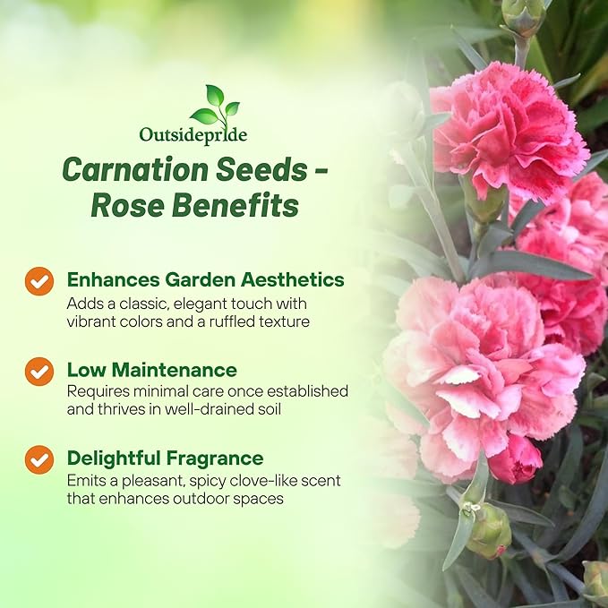Outsidepride Rose Carnation Seeds - 1000 Pcs Biennial, Easy to Grow Flower Seeds for Planting with Fragrant Blooms, Ideal for Pollinators, Cutting Gardens, Bouquets, & Floral Arrangements
