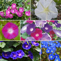 Eden Brothers Top O The Morning Flower Mixed Seeds for Planting, 1/4 lb, 120,000+ Seeds with Morning Glory, Moonflower | Attracts Pollinators, Plant in Spring or Fall, Zones 3, 4, 5, 6, 7, 8, 9, 10