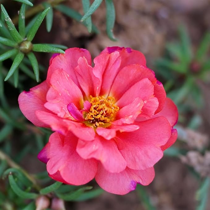 Mixed Color Portulaca Grandiflora Seeds, 20000 Double Moss Rose Seeds for Planting, Heirloom Ground Cover - Purslane Flower Seed for Outside, Beds, Yards, Flower Garden