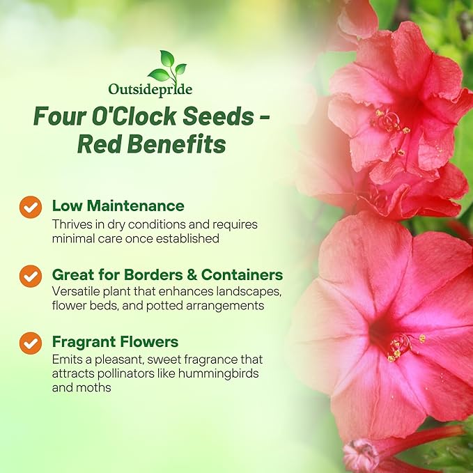 Outsidepride Red Four O'clock Flower Seeds - 1 lb Perennial Fragrant, Trumpet-Shaped Blooms, Deer-Proof & Easy to Grow, for Pollinator & Evening Gardens, Containers, Hedges, or Borders