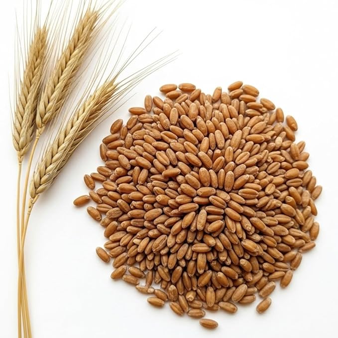 Rye Grain Seeds – 5 lbs – Open-Pollinated Cover Crop and Forage Mix for Soil Improvement, Erosion Control, and Deer Food Plots