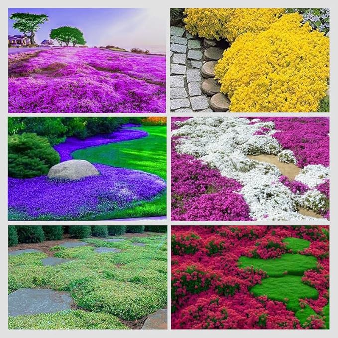 3000+ Mix Creeping Thyme Seeds for Planting Ground Cover Plant 6 Perennial Thyme Heirloom Blue, Purple, Red, Yellow White Thymus Serpyllum Seed