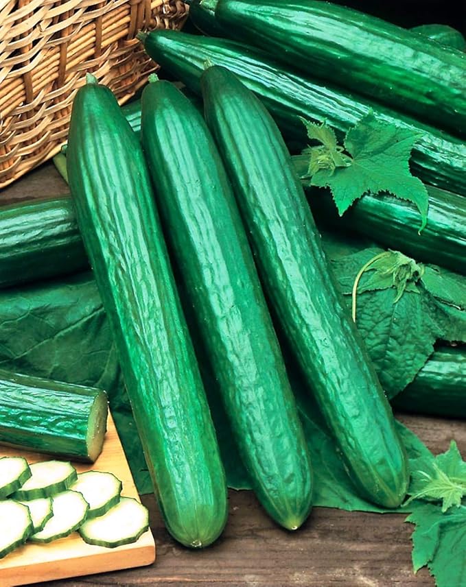 10+ Seeds Cucumber Chinese Miracle - Vegetable Open-Pollinated