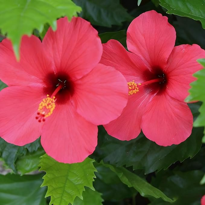 50 Hibiscus Flower Seeds for Planting, Mix Color Beautiful Hibiscus Seed, Non-GMO Perennial Hibiscus Flower Seeds for Small Garden Border, Home Outdoor